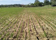 BMKG Peringatkan: Musim Kemarau 2026 di Jawa Barat Lebih Kering & Panjang, Ancaman Kekurangan Air Meningkat