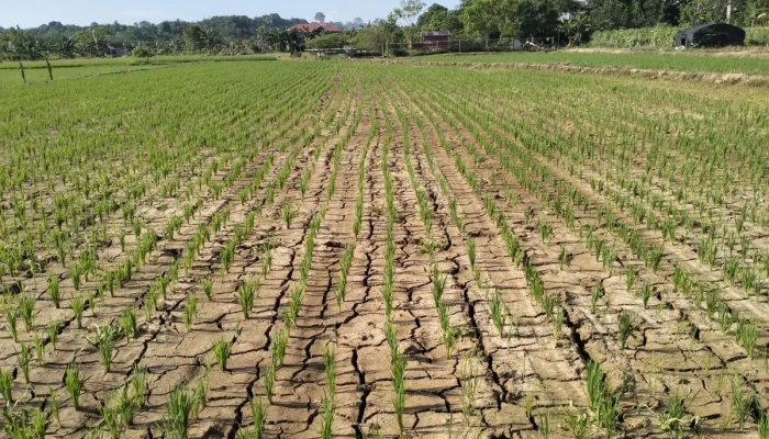 BMKG Peringatkan: Musim Kemarau 2026 di Jawa Barat Lebih Kering & Panjang, Ancaman Kekurangan Air Meningkat