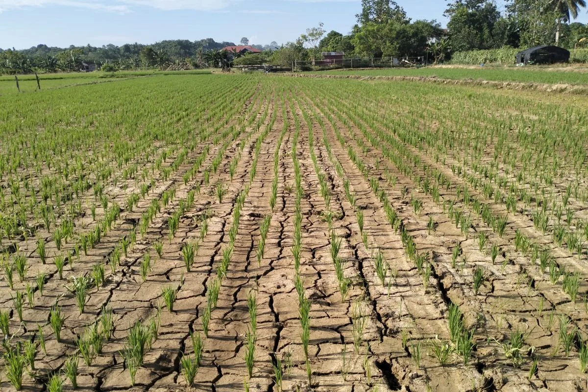 BMKG Peringatkan: Musim Kemarau 2026 di Jawa Barat Lebih Kering & Panjang, Ancaman Kekurangan Air Meningkat