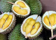 Durian RI Laku Rp42,5 Miliar: China Jadi Pasar Utama bagi 459 Ton Buah Eksotis