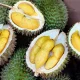Durian RI Laku Rp42,5 Miliar: China Jadi Pasar Utama bagi 459 Ton Buah Eksotis