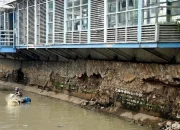 Jakarta Tangkap 763 Kg Ikan Sapu-Sapu di Timur, Total Hampir 7 Ton dalam Aksi Bersih Sungai