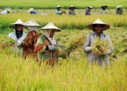 MBG Dorong Ekonomi Desa hingga Perbatasan: Produksi Petani Melonjak, Ribuan Lapangan Kerja Terbuka