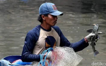 Pemkot Jakarta Selatan Tangkap 5,3 Ton Ikan Sapu-sapu, Terapkan Proses Penguburan Baru Sesuai Saran MUI
