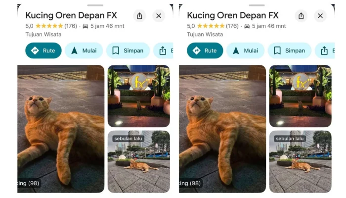 Viral! Kucing Oren Jjaemu Menggebrak Dunia Game dengan Brush Jjaemu – 7 Fakta Mengejutkan!