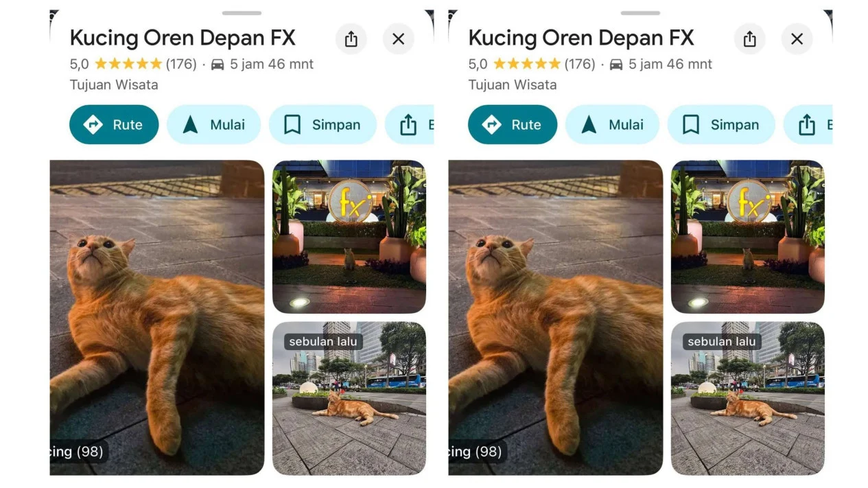 Viral! Kucing Oren Jjaemu Menggebrak Dunia Game dengan Brush Jjaemu – 7 Fakta Mengejutkan!