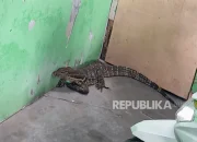 Bupati Lucky Hakim Dapat Oleh-Oleh Biawak dari Petambak Indramayu