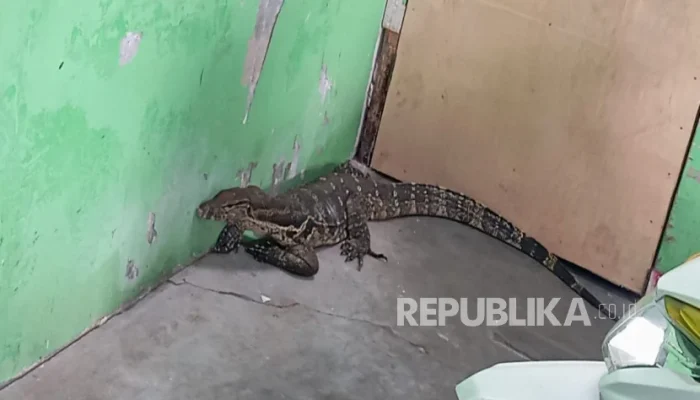 Bupati Lucky Hakim Dapat Oleh-Oleh Biawak dari Petambak Indramayu