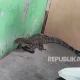 Bupati Lucky Hakim Dapat Oleh-Oleh Biawak dari Petambak Indramayu