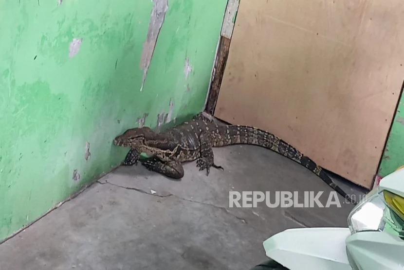 Bupati Lucky Hakim Dapat Oleh-Oleh Biawak dari Petambak Indramayu
