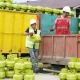 CNG 3 kg Siap Gantikan LPG: Pemerintah Janjikan Harga 40% Lebih Murah untuk Rumah Tangga