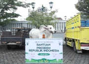 Daerah Istimewa Yogyakarta: Sapi Kurban Presiden, Pendidikan, dan Potensi Wisata