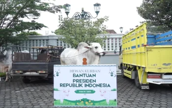 Daerah Istimewa Yogyakarta: Sapi Kurban Presiden, Pendidikan, dan Potensi Wisata