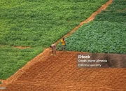 Demo Farms atau Kuburan? Mastercard Foundation Diduga Gagal Wujudkan Revolusi Pertanian di Afrika