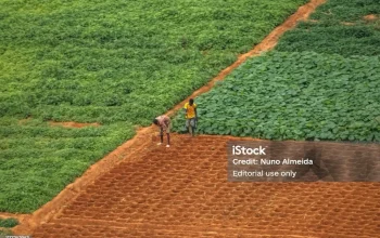 Demo Farms atau Kuburan? Mastercard Foundation Diduga Gagal Wujudkan Revolusi Pertanian di Afrika