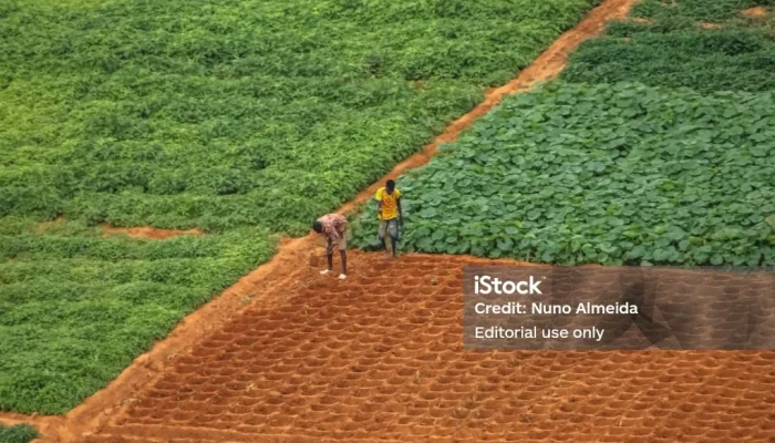 Demo Farms atau Kuburan? Mastercard Foundation Diduga Gagal Wujudkan Revolusi Pertanian di Afrika