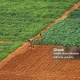 Demo Farms atau Kuburan? Mastercard Foundation Diduga Gagal Wujudkan Revolusi Pertanian di Afrika