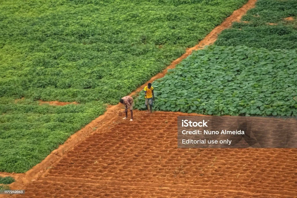 Demo Farms atau Kuburan? Mastercard Foundation Diduga Gagal Wujudkan Revolusi Pertanian di Afrika