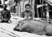 Film Pesta Babi: Mengungkap Realitas Kelam di Balik Proyek Pembangunan di Papua
