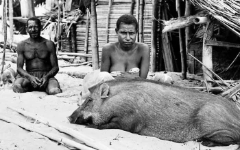 Film Pesta Babi: Mengungkap Realitas Kelam di Balik Proyek Pembangunan di Papua