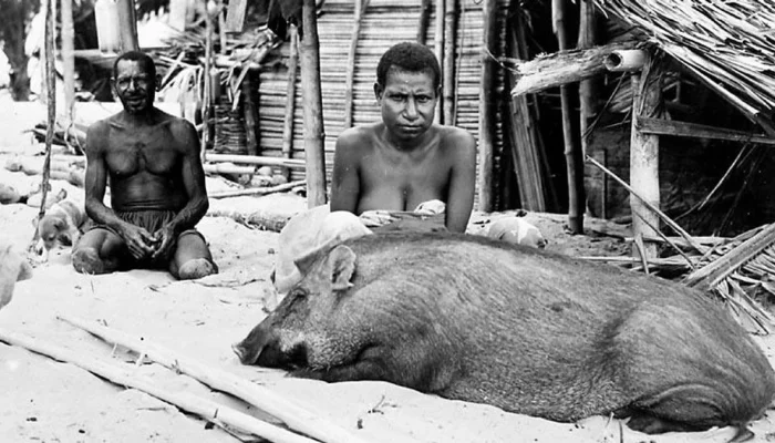 Film Pesta Babi: Mengungkap Realitas Kelam di Balik Proyek Pembangunan di Papua