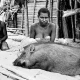 Film Pesta Babi: Mengungkap Realitas Kelam di Balik Proyek Pembangunan di Papua