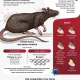 Hantavirus di Indonesia: Fakta dan Risiko Penularan