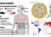 Hantavirus Mewabah di AS: 41 Orang Diamati, Apakah Negara Bagian Anda Rentan?