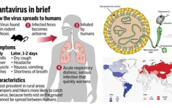Hantavirus Mewabah di AS: 41 Orang Diamati, Apakah Negara Bagian Anda Rentan?