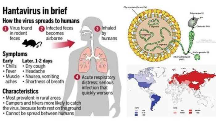Hantavirus Mewabah di AS: 41 Orang Diamati, Apakah Negara Bagian Anda Rentan?