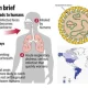 Hantavirus Mewabah di AS: 41 Orang Diamati, Apakah Negara Bagian Anda Rentan?