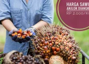 Harga Sawit Anjlok, Petani Menghadapi Tantangan Baru