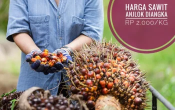 Harga Sawit Anjlok, Petani Menghadapi Tantangan Baru
