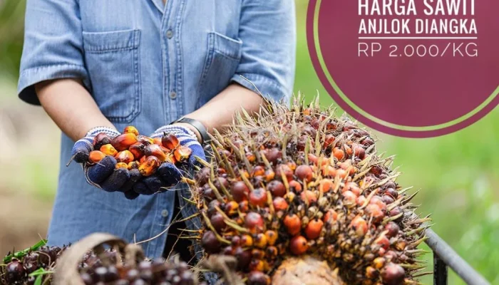 Harga Sawit Anjlok, Petani Menghadapi Tantangan Baru