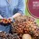 Harga Sawit Anjlok, Petani Menghadapi Tantangan Baru