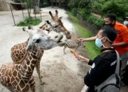 Kebun Binatang Bandung Terancam Krisis Pakan Satwa, Pengelolaan Baru Dibutuhkan