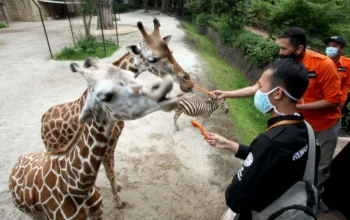 Kebun Binatang Bandung Terancam Krisis Pakan Satwa, Pengelolaan Baru Dibutuhkan