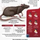 Mengenal Hantavirus: Penyakit Langka yang Mengancam Nyawa Manusia