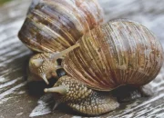 Mengenal Penghasilan Tambahan: Ternak Bekicot dan Mengelola Keuangan