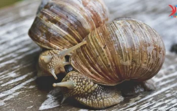 Mengenal Penghasilan Tambahan: Ternak Bekicot dan Mengelola Keuangan