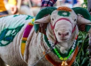 Mumbai Police Cancel Eid-ul-Adha Qurbani Permission, Sementara Brad Williams Berbicara tentang Cancel Culture