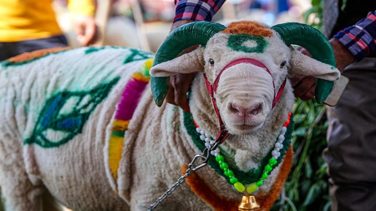 Mumbai Police Cancel Eid-ul-Adha Qurbani Permission, Sementara Brad Williams Berbicara tentang Cancel Culture
