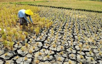 Musim Kemarau: Ancaman Kekeringan dan Peluang Bisnis