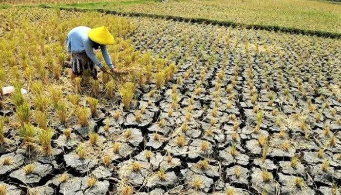 Musim Kemarau: Ancaman Kekeringan dan Peluang Bisnis