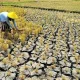 Musim Kemarau: Ancaman Kekeringan dan Peluang Bisnis