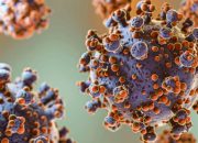 Wabah Hantavirus di Kapal Pesiar MV Hondius: Lima Kasus Terkonfirmasi, Tiga Penumpang Meninggal