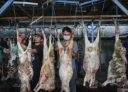 Daging Kambing, Primadona di Tengah Masyarakat