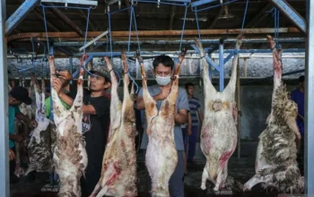 Daging Kambing, Primadona di Tengah Masyarakat