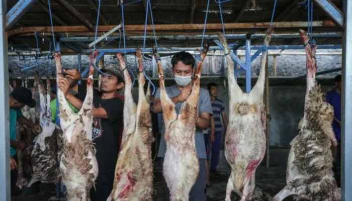 Daging Kambing, Primadona di Tengah Masyarakat