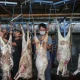 Daging Kambing, Primadona di Tengah Masyarakat